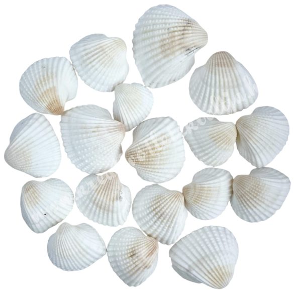 Fésűkagyló, 80 gr/csomag