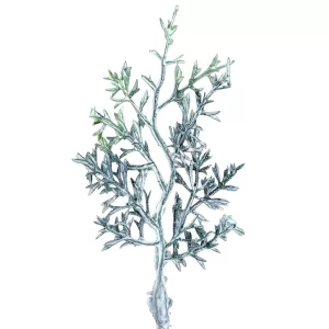 Tujaág, zúzmarás, 9 cm