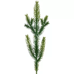 Fenyőág, zöld, 25 cm