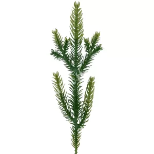 Fenyőág, zöld, 25 cm