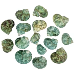 Csigaház, akvamarin, 80 gr/csomag