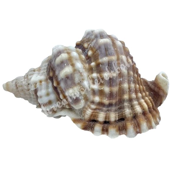 Kagyló, barna, 5-6 cm