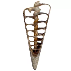 Kagyló szelet, barna, 2,5-3x6-7 cm