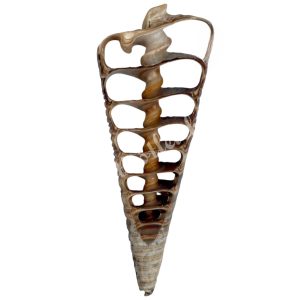 Kagyló szelet, barna, 3,3-4x7,5-9,5 cm
