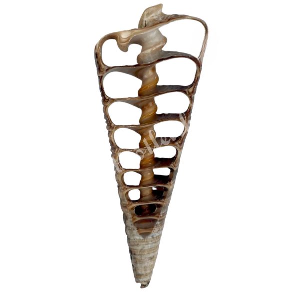 Kagyló szelet, barna, 3,3-4x7,5-9,5 cm