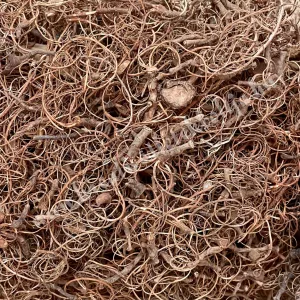 Kócos moha, világosbarna, 30 gr/csomag