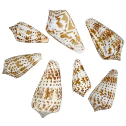 Kúpcsiga, 50 gr/csomag