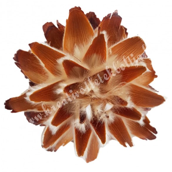 Plumosum fej, 4-6 cm