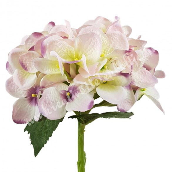 Hortenzia szálas, cirmos lila, 34 cm