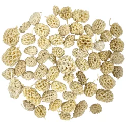 Szárazdekoráció, casuarina, fehérített, 20 g/csomag