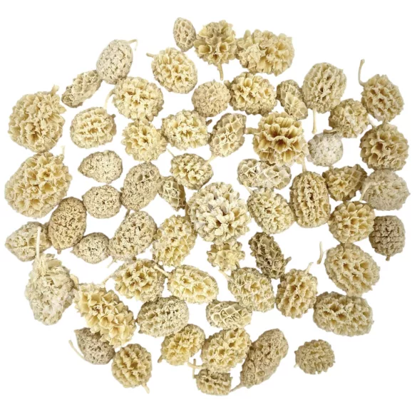Szárazdekoráció, casuarina, fehérített, 20 g/csomag