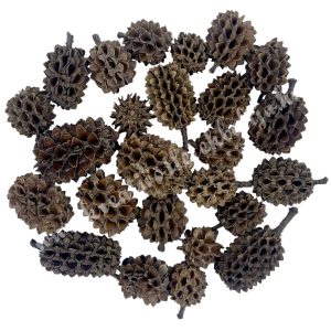 Szárazdekoráció, casuarina, natúr, 20 g/csomag