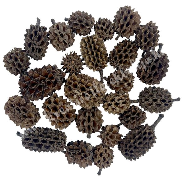 Szárazdekoráció, casuarina, natúr, 20 g/csomag