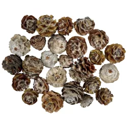 Szárazdekoráció, galpini, natúr, 30 gr/csomag