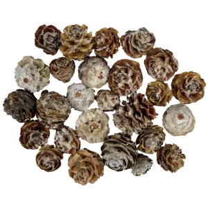 Szárazdekoráció, galpini, natúr, 30 gr/csomag