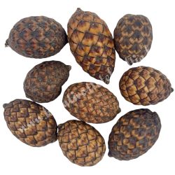 Szárazdekoráció, pálma mag, natúr, 35 g/csomag