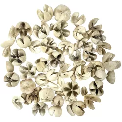 Szárazdekoráció, tulipán termés, natúr, 30 gr/csomag