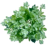 Bouvardia csokor, zöld, 24 cm