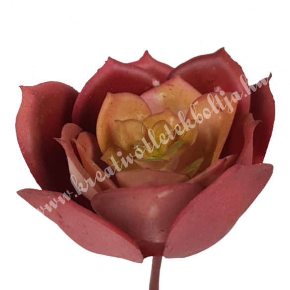 Pozsgás, bordó, 4,5x7,5 cm