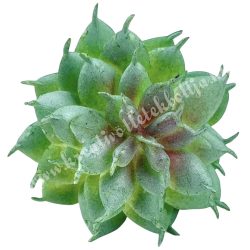 Kövirózsa, hamvas zöld, 5x5 cm