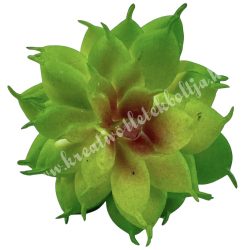 Kövirózsa, zöld, 5x5 cm