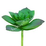 Pozsgás, zöld, 7,5x10 cm