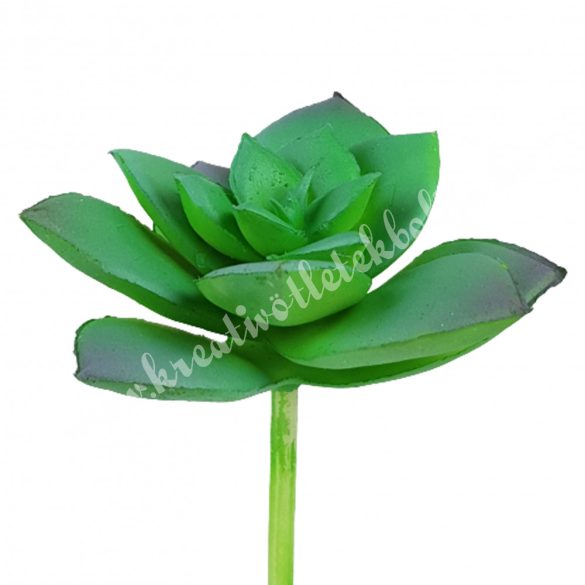 Pozsgás, zöld, 7,5x10 cm