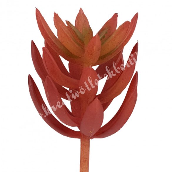 Pozsgás, bordó, 4,5x8 cm