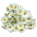 Százszorszép köteg, fehér, 26 cm