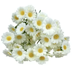 Százszorszép köteg, fehér, 26 cm
