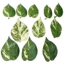 Zöld levelek, 7-11 cm, 11 db/csomag