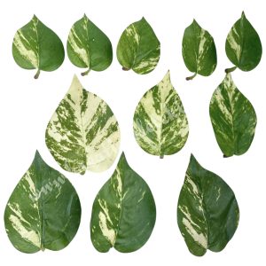 Zöld levelek, 7-11 cm, 11 db/csomag