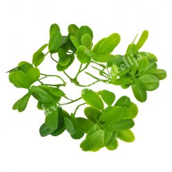 Zöld leveles ágak, 8 cm, 5 db/csomag